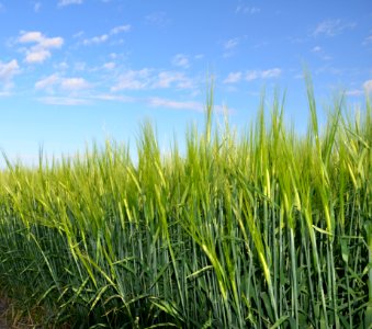 Crops101