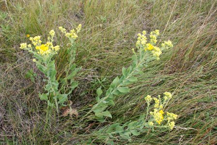 Plants75