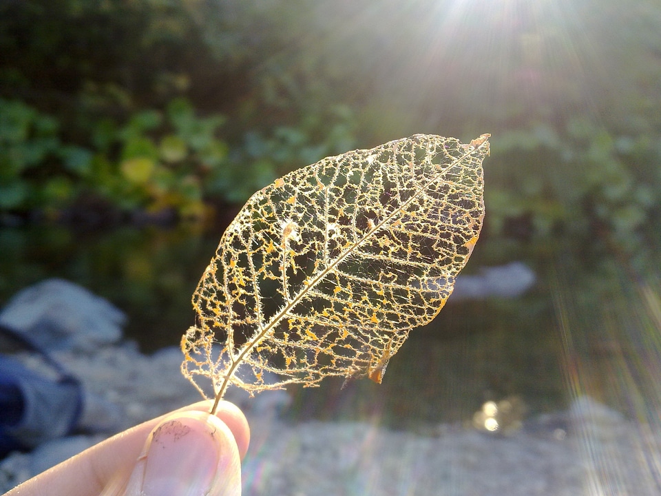 Scaffolding dry leaf veins