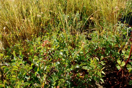 Plants61
