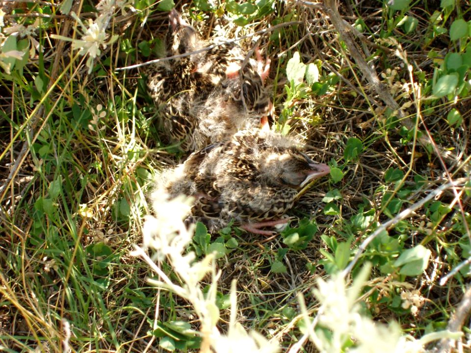 Wildlife75.tif