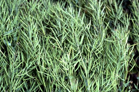 Crops50.tif