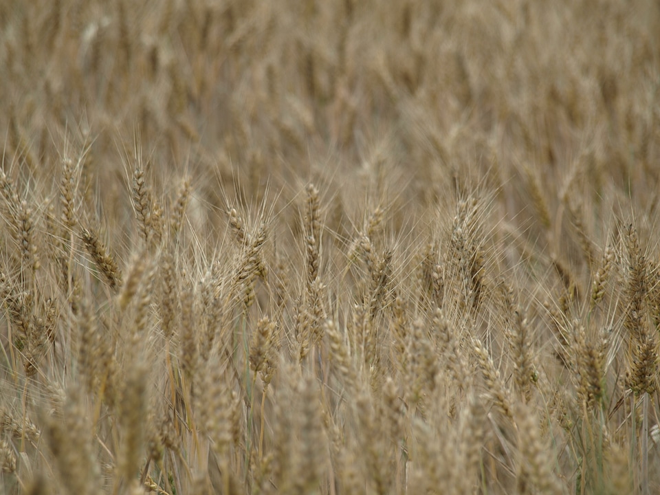 Cereals cornfield arable