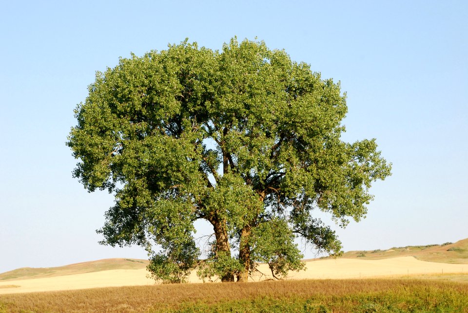 Trees91