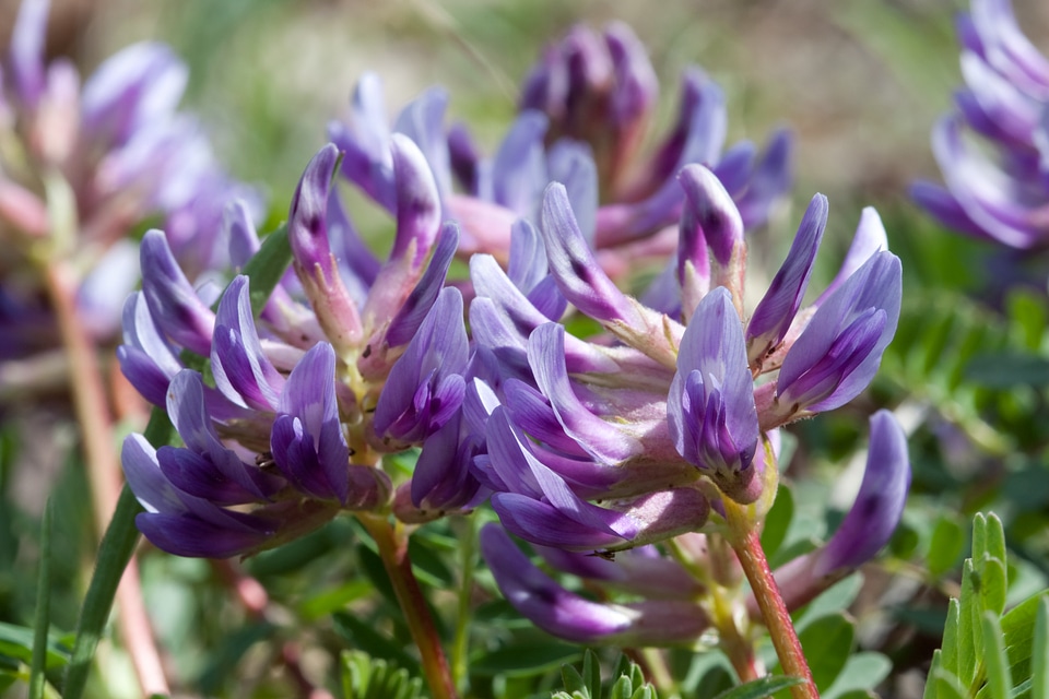 Blue purple floral