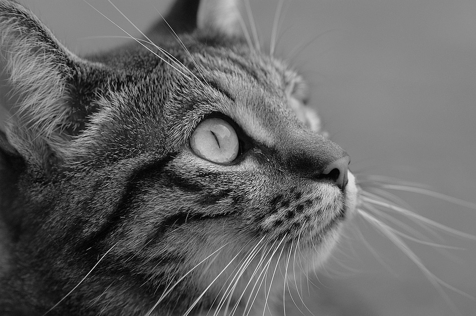Black and white feline black