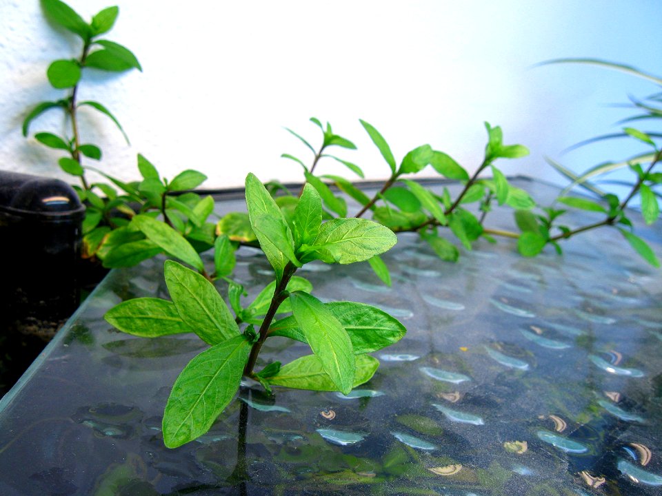Hygrophila polysperma