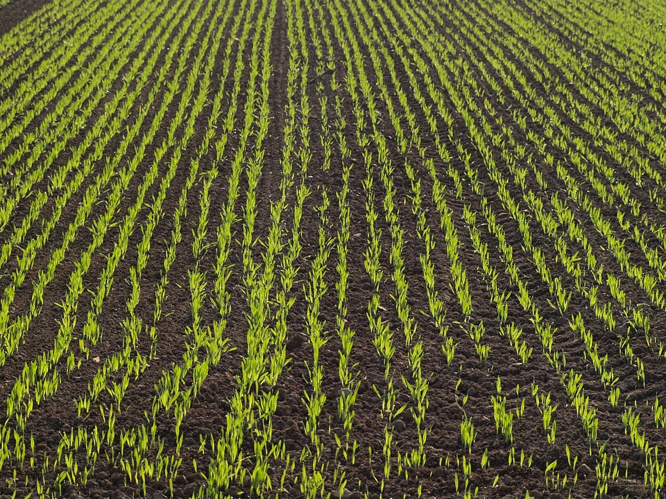 Cornfield agriculture series