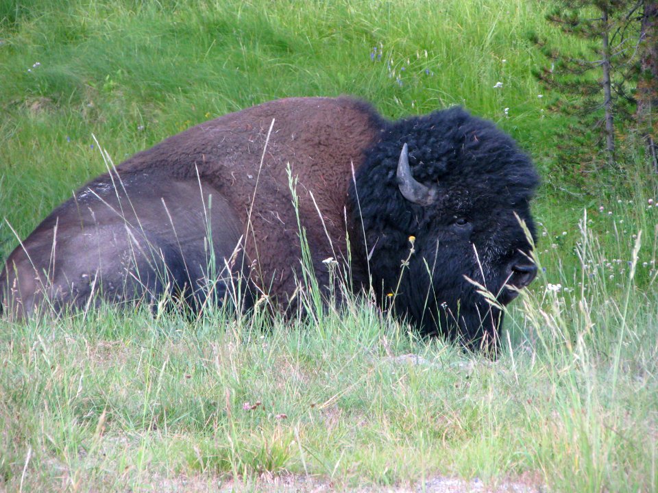 Wildlife121.tif
