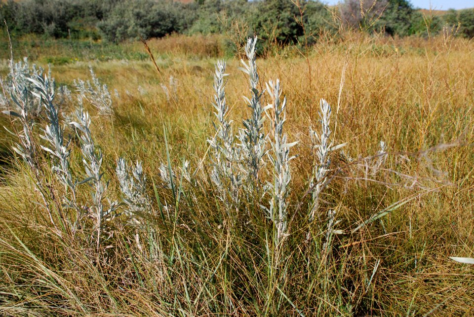 Plants73