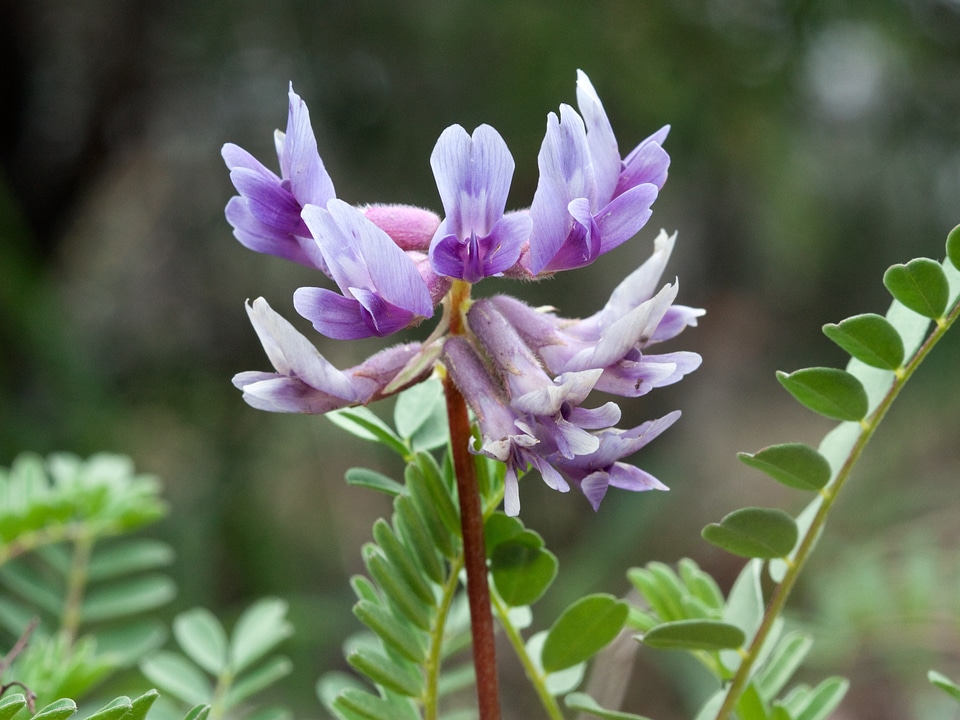 Blue purple floral