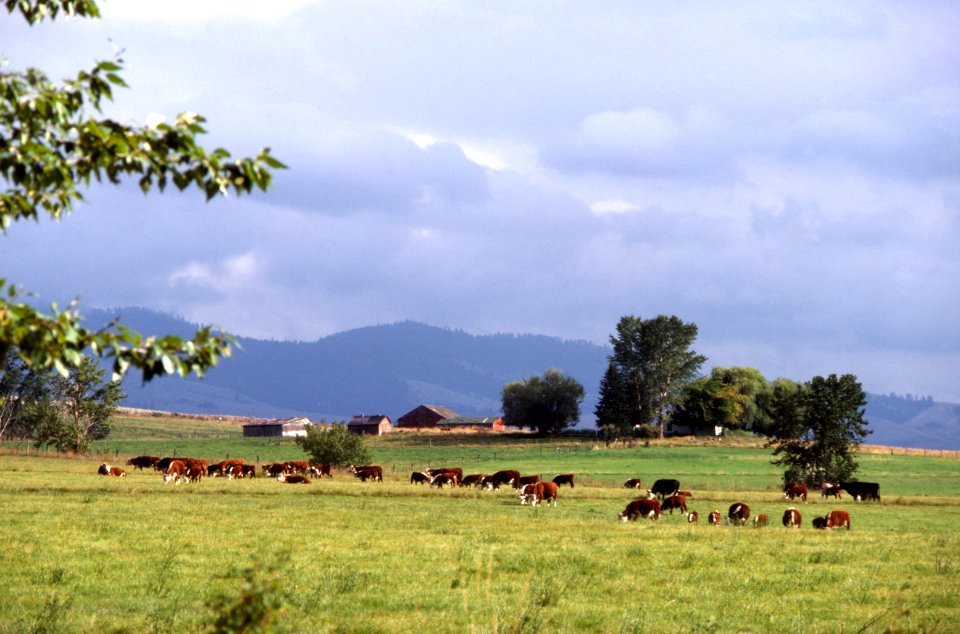 Pasture01.tif