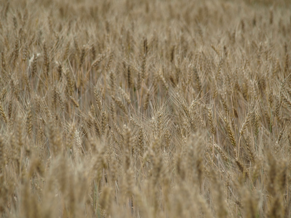 Spike grain cornfield