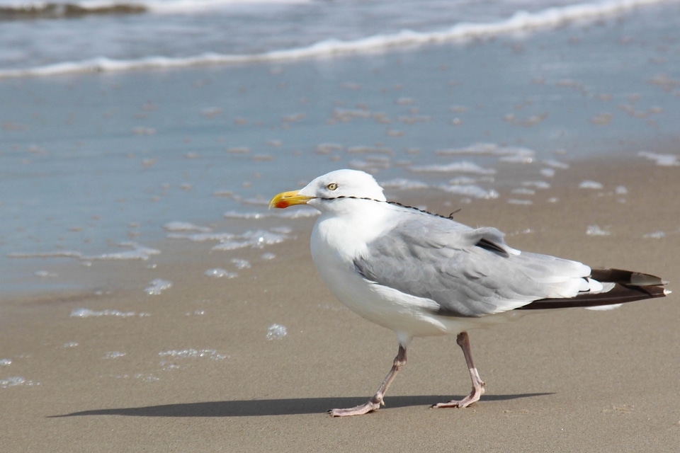 Gull beach baltic sea