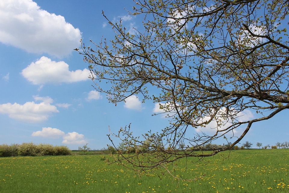 Nature bud meadow