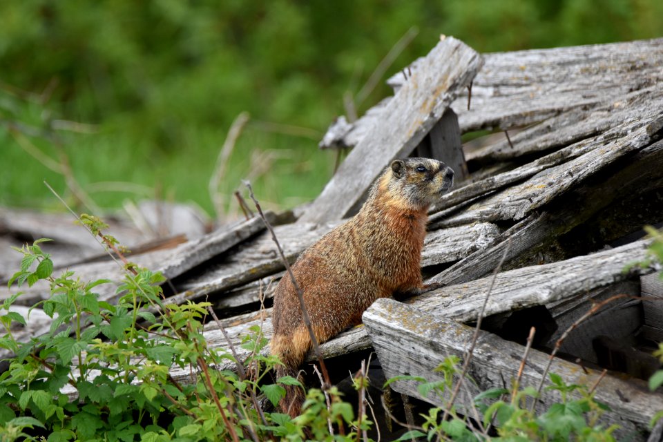 wildlife248.jpg