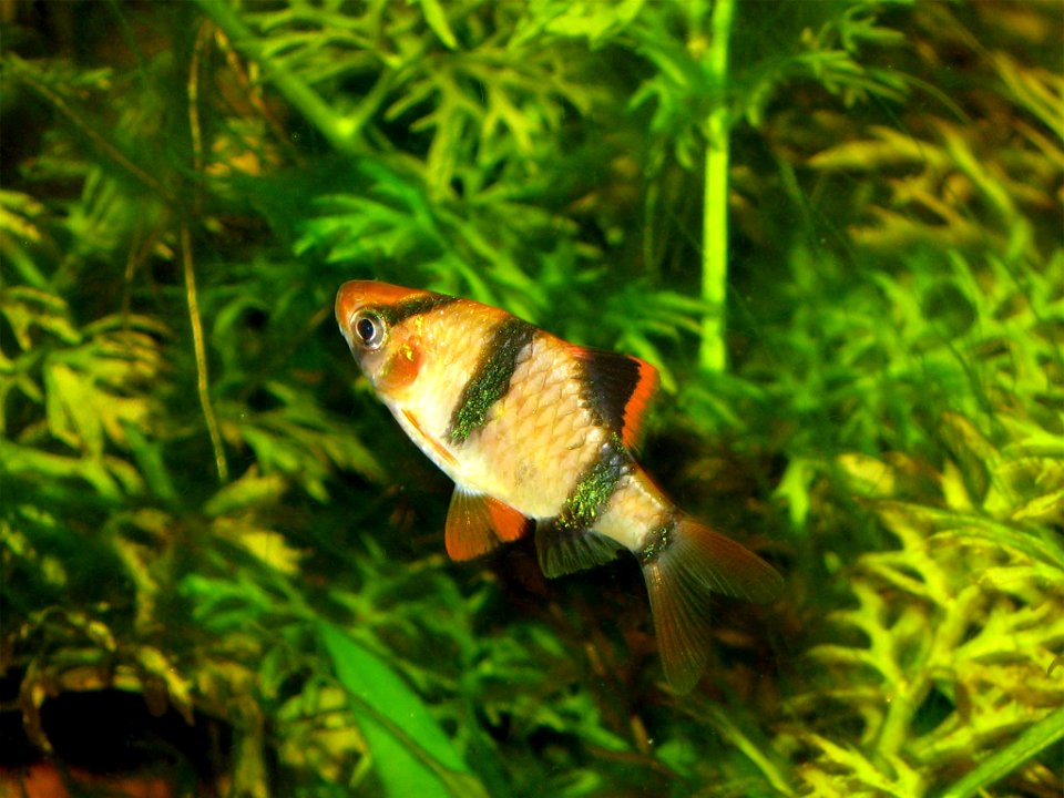 Puntigrus anchisporus