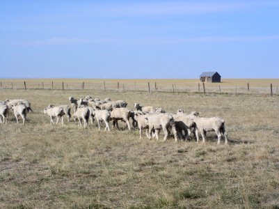 Rangeland30.tif