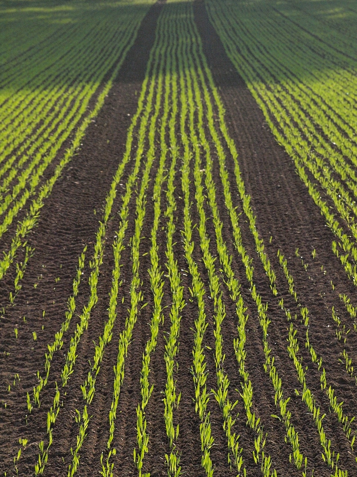 Cornfield agriculture series
