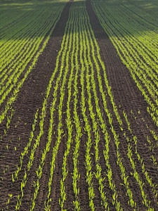 Cornfield agriculture series