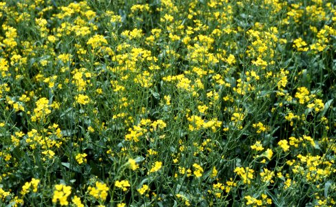 Crops45.tif