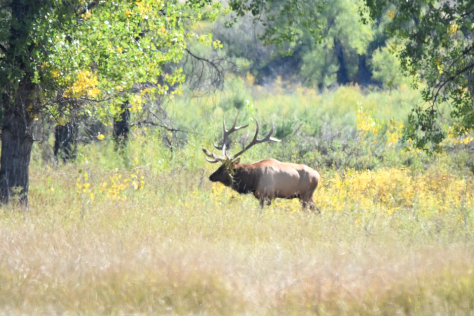 wildlife218.jpg