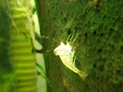 Caridina multidentata