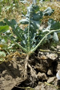 Cover Crops nr 22