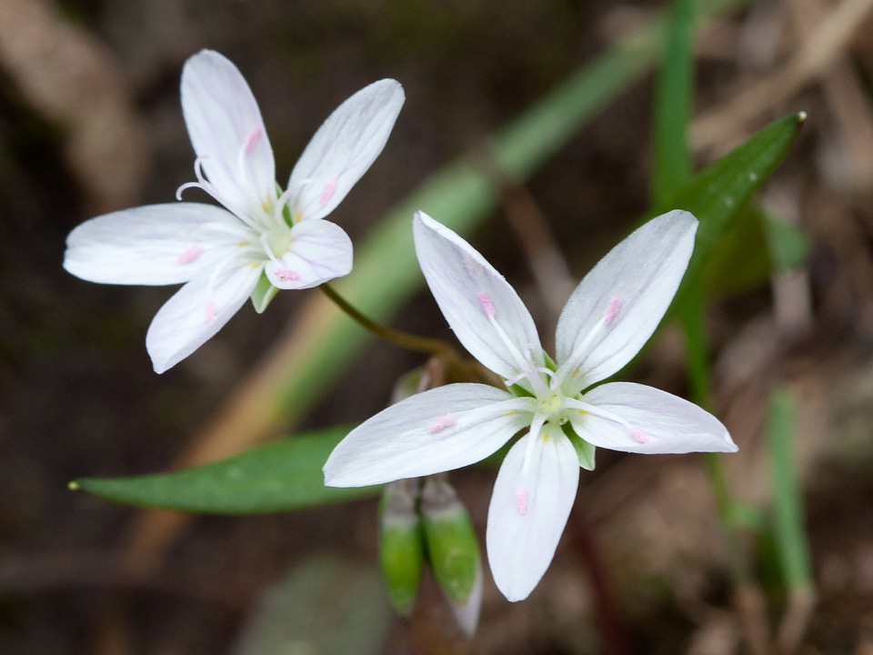 Plant blooms blossoms