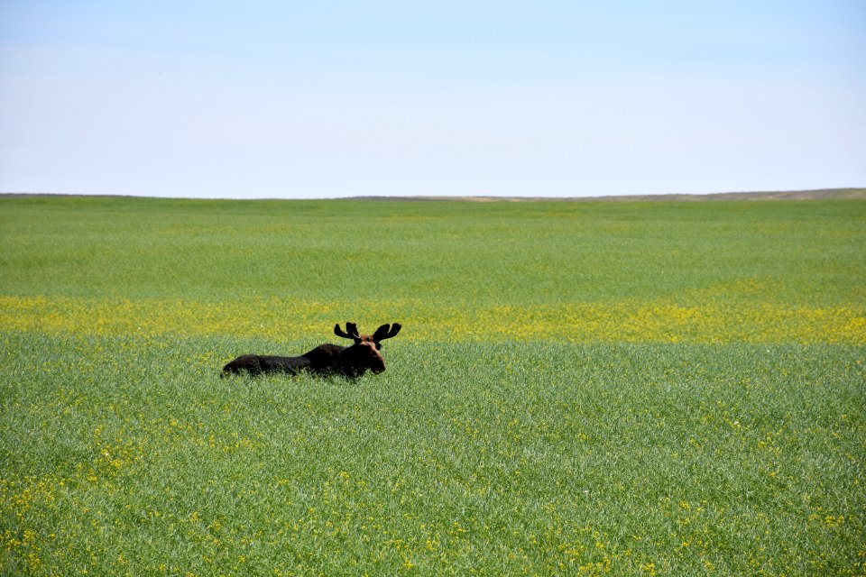 Moose in mustard between Cut Bank and Shelby on July 25, 2017