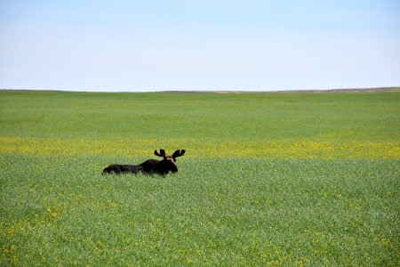 Moose in mustard between Cut Bank and Shelby on July 25, 2017