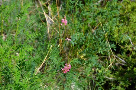 Flowers JS 71
