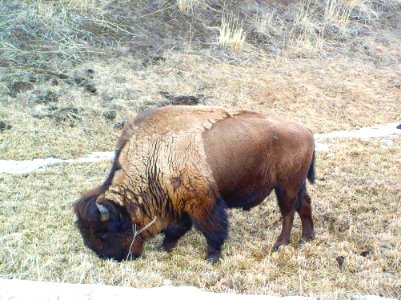 Wildlife69.tif