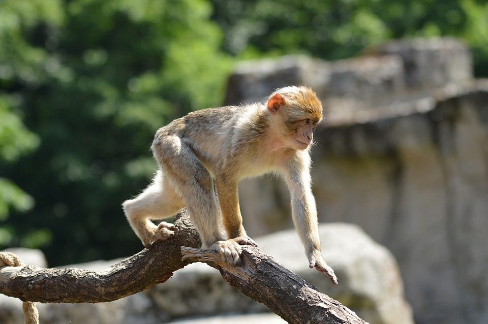 Primate animal wildlife