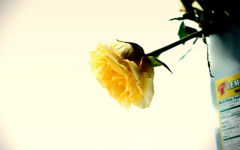 Lemonade Rose photo