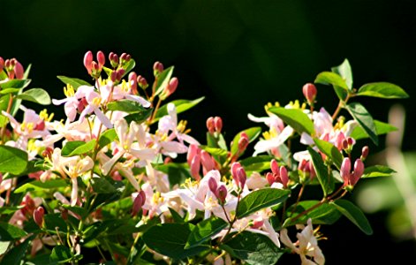 Plants OB 145