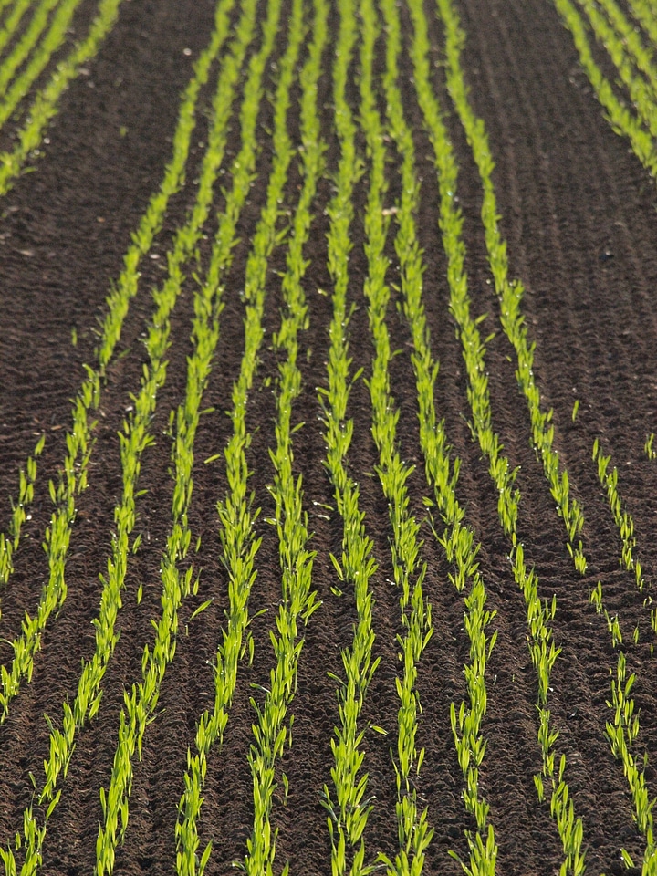 Arable cornfield agriculture