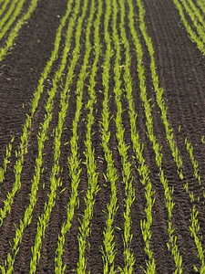 Arable cornfield agriculture