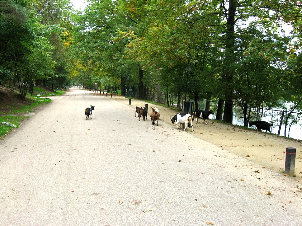Center Parcs De Kempervennen