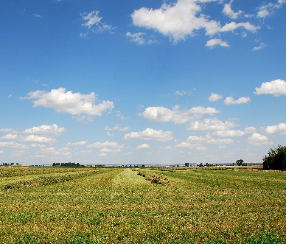 Hay13.tif