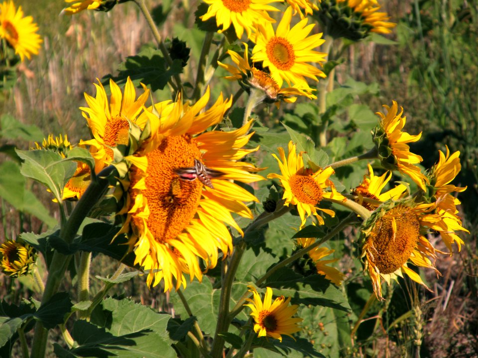 Pollinators MV 02