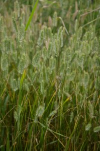 Crops nr 51