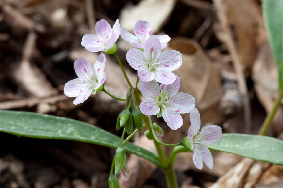 Plant blooms blossoms