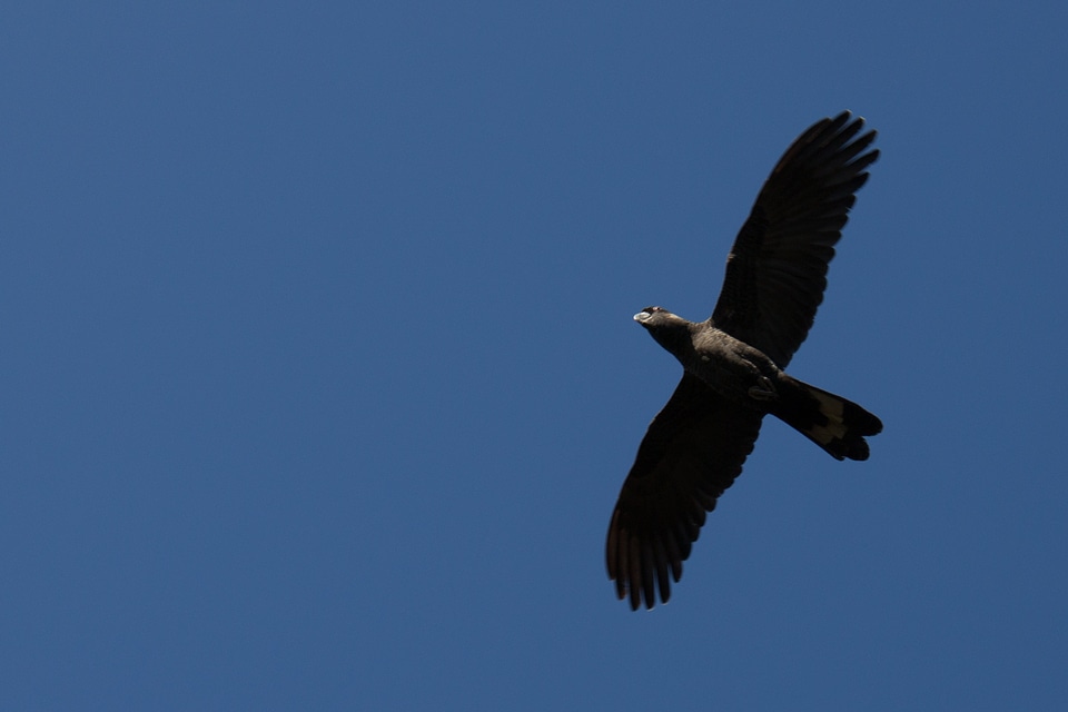 Black cockatoo fly wings