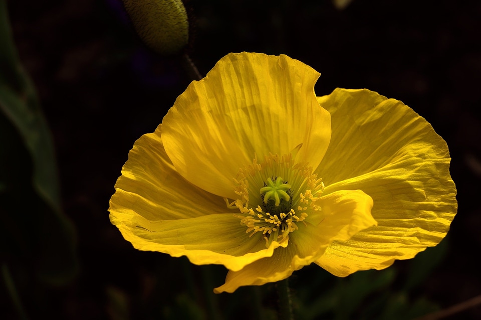 Flower nature sunny