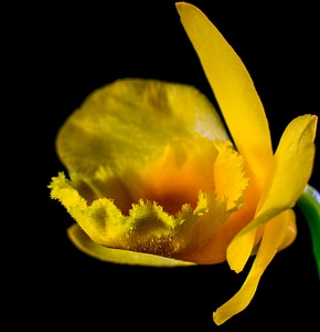 Bloom flower yellow