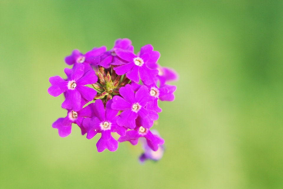 Beautiful plant nature