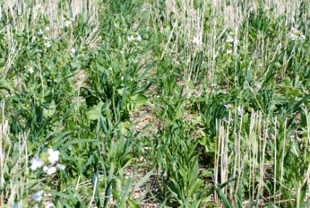 Cover Crops Tour 053