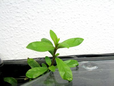 Hygrophila polysperma photo