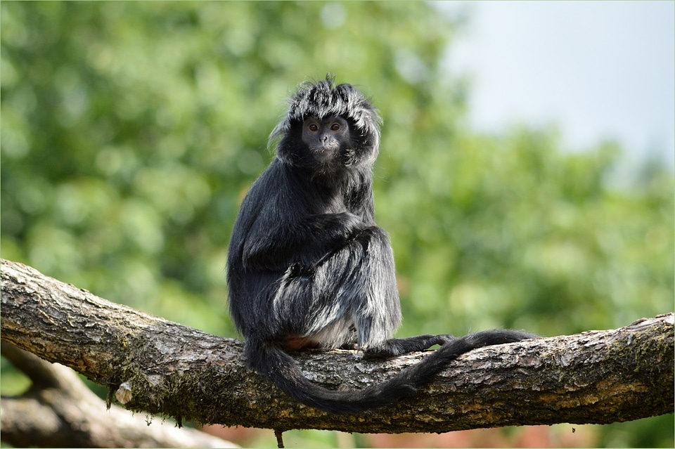 Javan lutung primate animal
